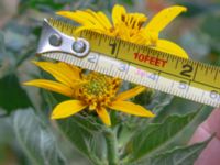 Helianthus x laetiflorus Odlingsvägen, Alnarp, Lomma, Skåne, Sweden 20190808_0025