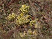 Helichrysum arenarium Ai Petri, Crimea, Russia 20150917_0010