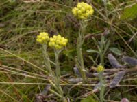 Helichrysum arenarium Borgeby, Kävlinge, Skåne, Sweden 20150728_0044