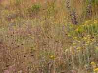 Helichrysum arenarium Borgeby, Kävlinge, Skåne, Sweden 20150728_0045