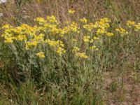 Helichrysum arenarium Everöds motorcrossbana, Kristianstad, Skåne, Sweden 20140717_0273