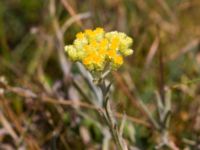 Helichrysum arenarium Haväng, Simrishamn, Skåne, Sweden 20100716 157