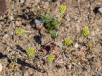 Helichrysum arenarium Horna, Kristianstad, Skåne, Sweden 20160505_0165