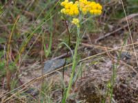 Helichrysum arenarium Majorsgatan, Åhus, Kristianstad, Skåne, Sweden 20160727_0154