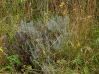 Helichrysum italicum Ödelott Åkerlund och Rausings väg, Lund, Skåne, Sweden 20190723_0082