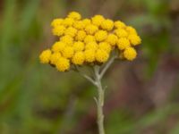 Helichrysum italicum Ödelott Åkerlund och Rausings väg, Lund, Skåne, Sweden 20190723_0083