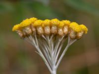 Helichrysum italicum Ödelott Åkerlund och Rausings väg, Lund, Skåne, Sweden 20190723_0084