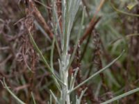 Helichrysum italicum Ödelott Åkerlund och Rausings väg, Lund, Skåne, Sweden 20190723_0087