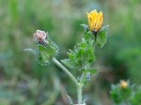 Helminthotheca echioides Holmastigen Ärtholmsvägen, Malmö, Skåne, Sweden 20191010_0002