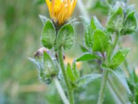 Helminthotheca echioides Holmastigen Ärtholmsvägen, Malmö, Skåne, Sweden 20191010_0008