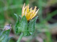 Helminthotheca echioides Holmastigen Ärtholmsvägen, Malmö, Skåne, Sweden 20191010_0012