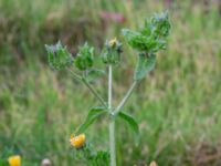 Helminthotheca echioides Holmastigen Ärtholmsvägen, Malmö, Skåne, Sweden 20191010_0017