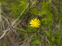 Hieracium sp. Benetads backar, Tomelilla, Skåne, Sweden 20120603 092