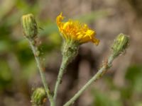 Hieracium ahlfvengrenii Gårdstångabacken-Väg 104, Gårdstånga, Lund, Skåne, Sweden 20190629_0017