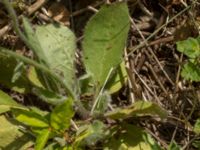 Hieracium ahlfvengrenii Gårdstångabacken-Väg 104, Gårdstånga, Lund, Skåne, Sweden 20190629_0018