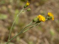 Hieracium ahlfvengrenii Gårdstångabacken-Väg 104, Gårdstånga, Lund, Skåne, Sweden 20190629_0021