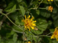 Hieracium ahlfvengrenii Gårdstångabacken-Väg 104, Gårdstånga, Lund, Skåne, Sweden 20190629_0025