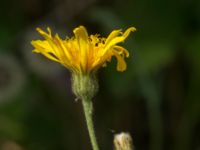 Hieracium ahlfvengrenii Gårdstångabacken-Väg 104, Gårdstånga, Lund, Skåne, Sweden 20190629_0026