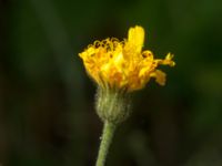 Hieracium ahlfvengrenii Gårdstångabacken-Väg 104, Gårdstånga, Lund, Skåne, Sweden 20190629_0028