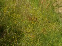 Hieracium ahlfvengrenii Gårdstångabacken-Väg 104, Gårdstånga, Lund, Skåne, Sweden 20190629_0030