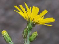 Hieracium grandidens Munkgatan 2, Malmö, Skåne, Sweden 20210610_0045