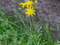 Hieracium grandidens Munkgatan 2, Malmö, Skåne, Sweden 20210610_0051