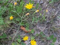 Hieracium grandidens Tornavägen, Lund, Skåne, Sweden 20190626_1