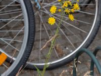 Hieracium lindebergii Centralen, Lund, Skåne, Sweden 20210626_0302