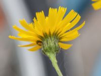 Hieracium lindebergii Centralen, Lund, Skåne, Sweden 20210626_0304