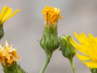 Hieracium lindebergii Centralen, Lund, Skåne, Sweden 20210626_0306