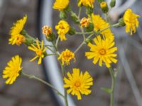 Hieracium lindebergii Centralen, Lund, Skåne, Sweden 20210626_0311