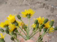 Hieracium nemorivagum Skruvgatan, Malmö, Skåne, Sweden 20200729_0030