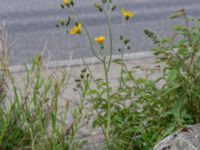 Hieracium neopinnatifidum Lodgatan, Malmö, Skåne, Sweden 20190519_0013