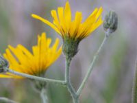 Hieracium neopinnatifidum Lodgatan, Malmö, Skåne, Sweden 20190519_0016