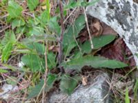 Hieracium neopinnatifidum Lodgatan, Malmö, Skåne, Sweden 20190519_0017