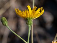 Hieracium neopinnatifidum Norra Vintriedammen, Malmö, Skåne, Sweden 20230603_0159