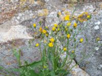 Hieracium plumbeum Brahehus, Jönköping, Småland, Sweden 20190607_0647