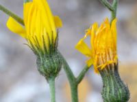 Hieracium plumbeum Brahehus, Jönköping, Småland, Sweden 20190607_0651