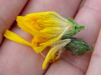 Hieracium plumbeum Brahehus, Jönköping, Småland, Sweden 20190607_0653