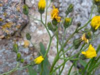 Hieracium plumbeum Brahehus, Jönköping, Småland, Sweden 20190607_0654