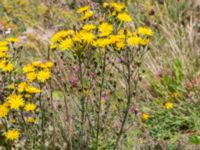 Hieracium sabaudum Pendlarparkeringen, Vellinge, Skåne, Sweden 20230804_0003