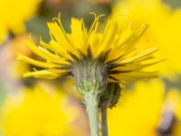 Hieracium sabaudum Pendlarparkeringen, Vellinge, Skåne, Sweden 20230804_0010