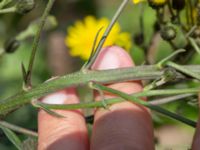 Hieracium sabaudum Pendlarparkeringen, Vellinge, Skåne, Sweden 20230804_0011