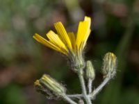 Hieracium sect. Hieracium Halltorps Hage, Borgholm, Öland, Sweden 20170525_0354