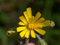 Hieracium sect. Hieracium Halltorps Hage, Borgholm, Öland, Sweden 20170525_0355