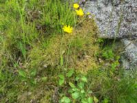 Hieracium sect. Hieracium Hollandsbjärs naturreservat, Veinge, Laholm, Halland, Sweden 20150625 IMG_2333