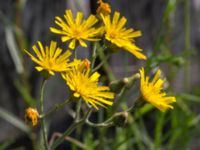 Hieracium sect. Hieracium Mejselgatan, Malmö, Malmö, Skåne, Sweden 20170606_0045