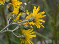 Hieracium sect. Hieracium Mejselgatan, Malmö, Malmö, Skåne, Sweden 20170606_0046