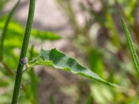 Hieracium sect. Hieracium Mejselgatan, Malmö, Malmö, Skåne, Sweden 20170606_0049