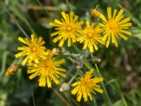 Hieracium sect. Hieracium Mejselgatan, Malmö, Malmö, Skåne, Sweden 20170606_0056